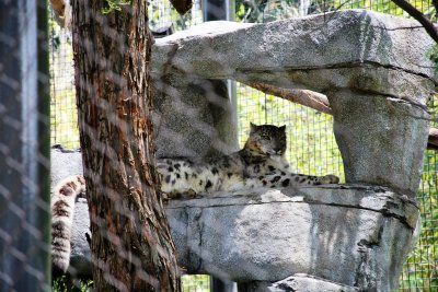 Snow Leopard