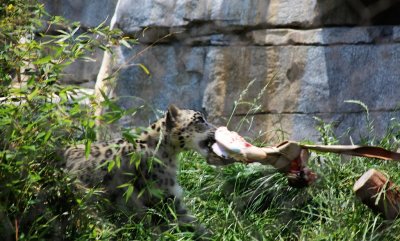 Snow Leopard with a bone.