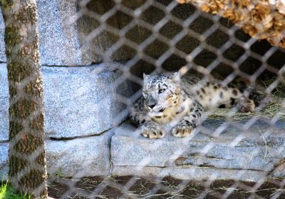 Snow Leopard