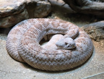 Western Diamondback Rattlesnake