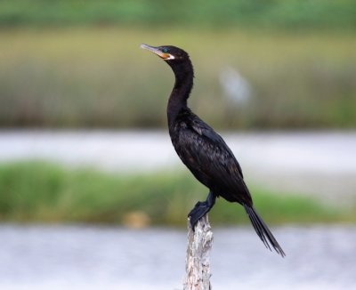 Neotropic Cormorant