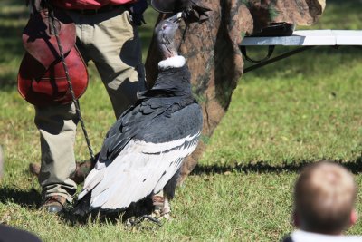 Andean Condor