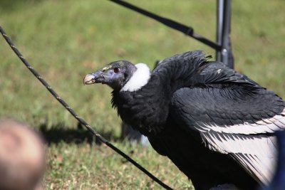 Andean Condor