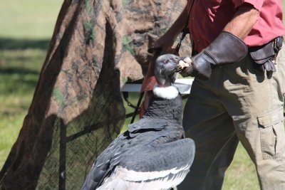 Andean Condor