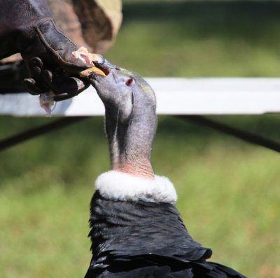 Andean Condor