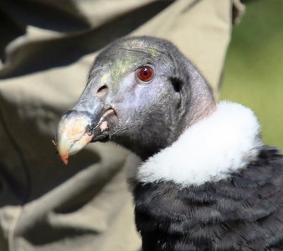 Andean Condor