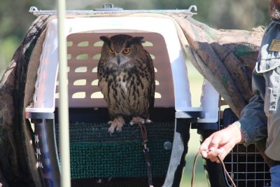 Eurasian Eagle Owl