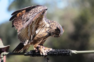 Eurasian Eagle Owl