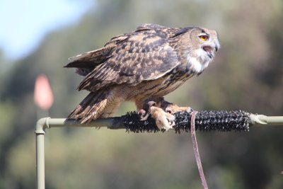 Eurasian Eagle Owl