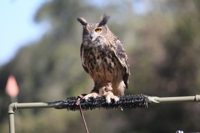 Eurasian Eagle Owl