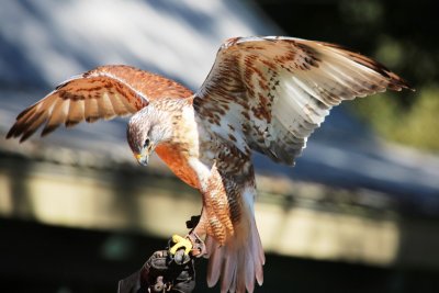 Ferruginous Hawk