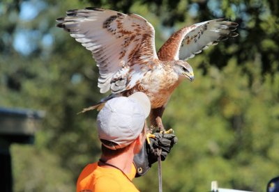 Ferruginous Hawk