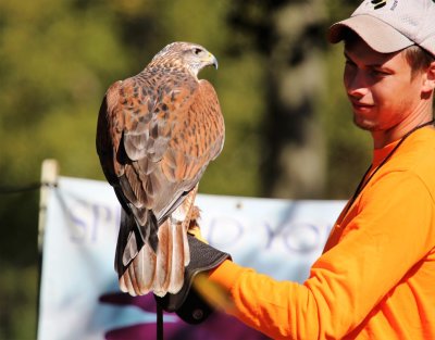 Ferruginous Hawk