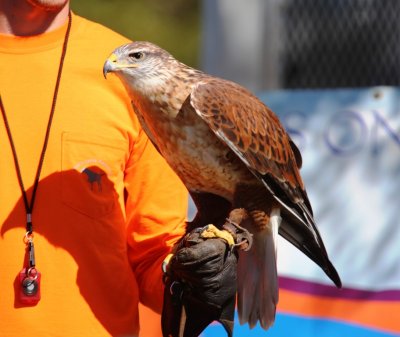 Ferruginous Hawk