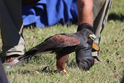 Harris Hawk