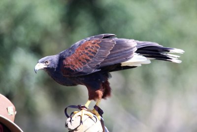 Harris Hawk