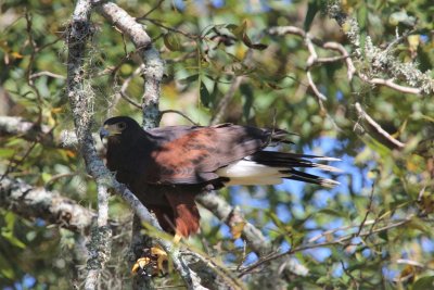 Harris Hawk
