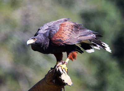 Harris Hawk