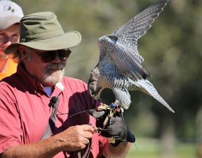 Peregrine Falcon- Hybrid