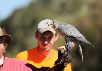 Peregrine Falcon- Hybrid