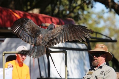 Turkey Vulture