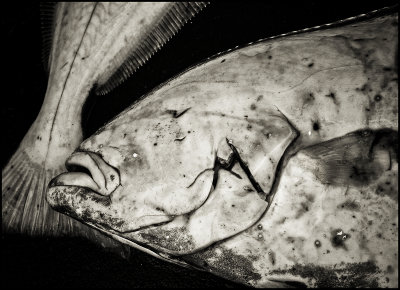 Halibut Abstract