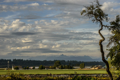 Tree and Farm