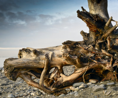 Driftwood, Crescent Beach