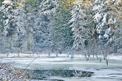 Winter in the wetlands