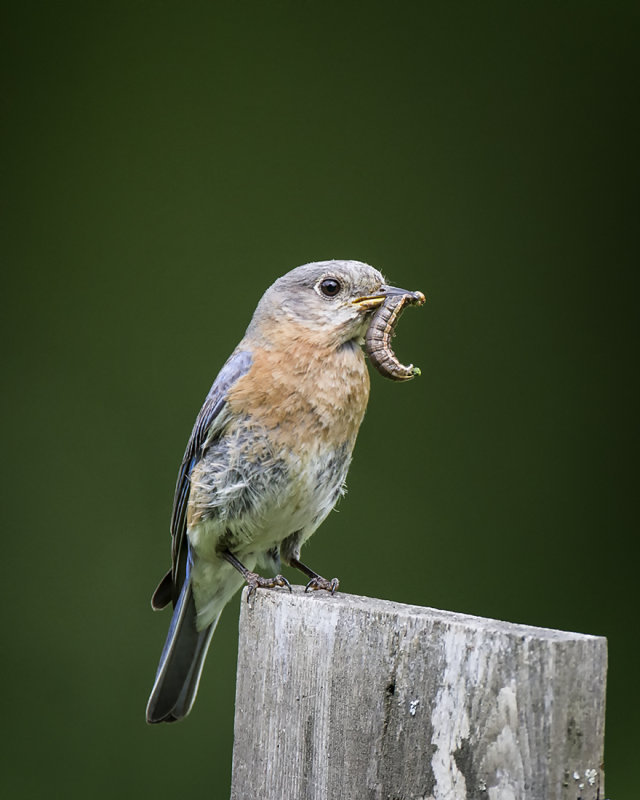 Eastern Bluebird IMG_7832.jpg