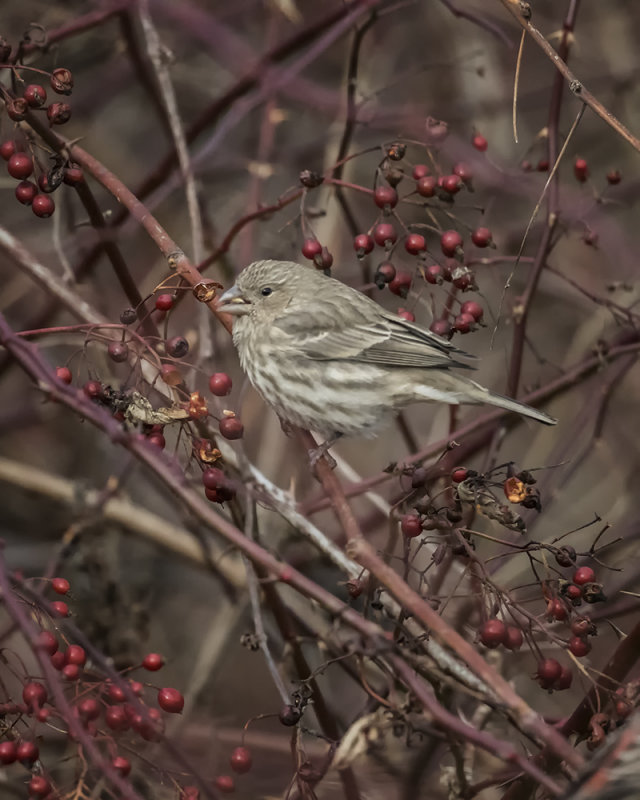 Purple Finch. .jpg
