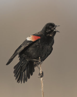 Red Winged Blackbird IMG_6935.jpg