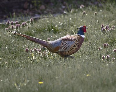 Ring-necked Pheasant IMG_7574.jpg