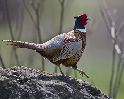 Ring-necked Pheasant IMG_7565.jpg