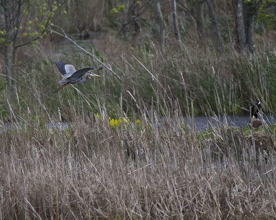 Great Blue Heron, uninvited visitor IMG_7811.jpg