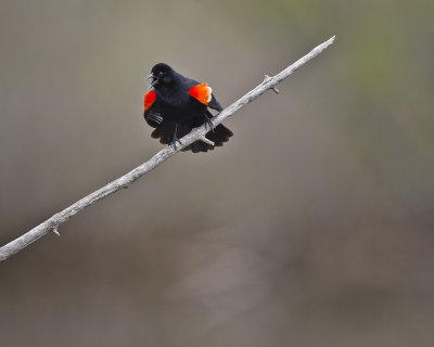Red-winged Blackbird IMG_8156.jpg