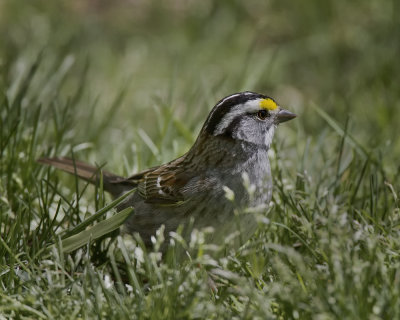 White-throated Sparrow .jpg