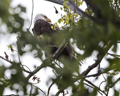 Bald Eagle, Morning Visitor IMG_8398.jpg