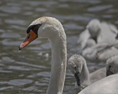 Mute Swan. IMG_9278.jpg