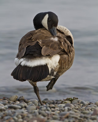 Canadian Goose IMG_9447.jpg