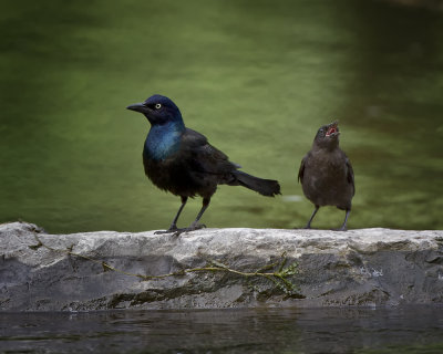 Grackle Mother and Child IMG_9651.jpg