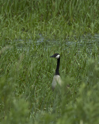 Canadian Goose IMG_0002.jpg