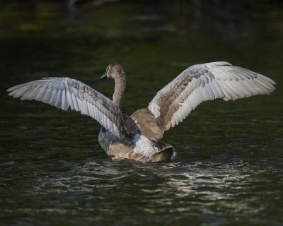 Mute Swan Juvenile Anticipating First Flight IMG_2530.jpg