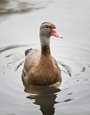  Whistling Duck 365A0579.jpg