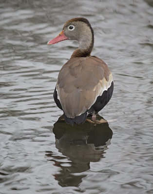  Whistling Duck 365A0695.jpg
