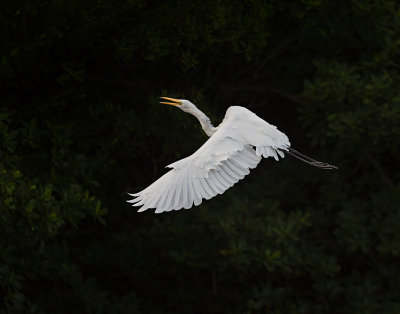 Great Egret. 365A9441.jpg
