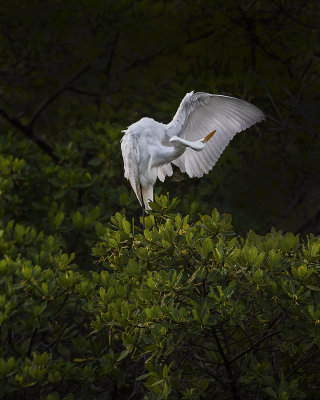 Great Egret. 365A9469.jpg