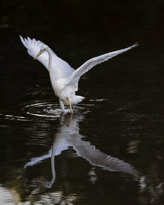 Great Blue Heron White Morph. 365A9239.jpg