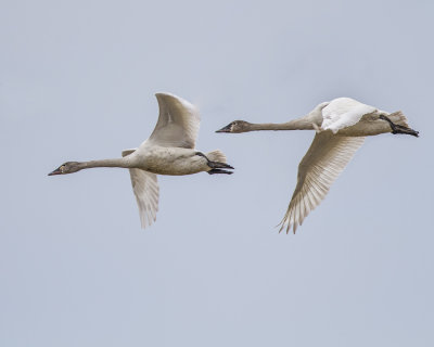 Tundra Swans. IMG_3946.jpg