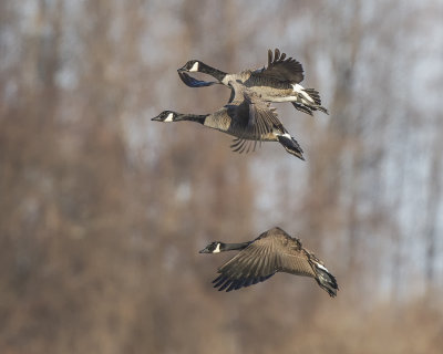 Canadian Geese IMG_4049.jpg
